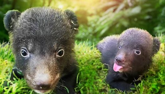 The Amazing Taman Safari Bali Welcomes Himalayan Black Bear Cubs