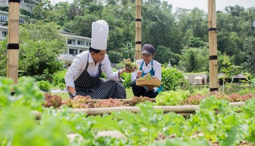 Exploring the Natural Herbs, Flowers, and Vegetables Garden at Homm Saranam Baturiti