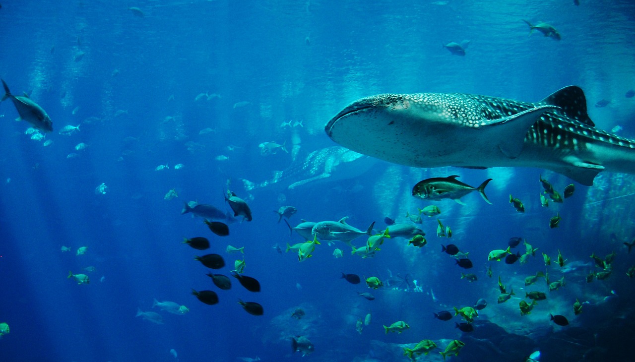 whale-shark Donsol philippines - travel treasures